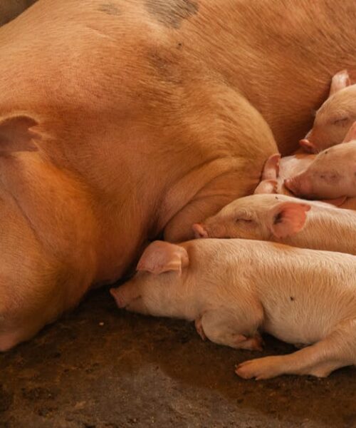 Sustainable Agriculture & Youth Employment: Zimbabwe’s CSR Model