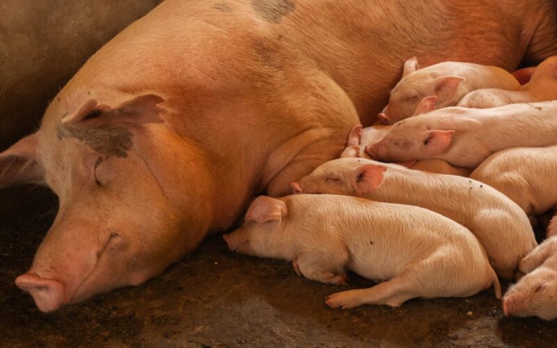 Sustainable Agriculture & Youth Employment: Zimbabwe’s CSR Model